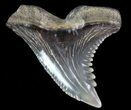 Hemipristis Shark Tooth Fossil - Virginia #71125-1